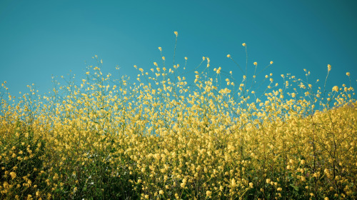 Commencez par une motivation pure, puis faites de votre mieux