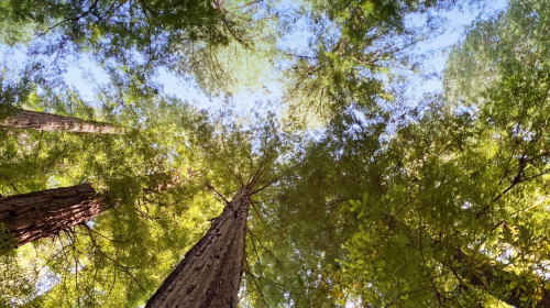 Répondre en tant que bouddhiste à la crise environnementale