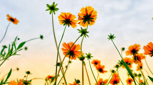 Introduction à la pratique d'amour bienveillant